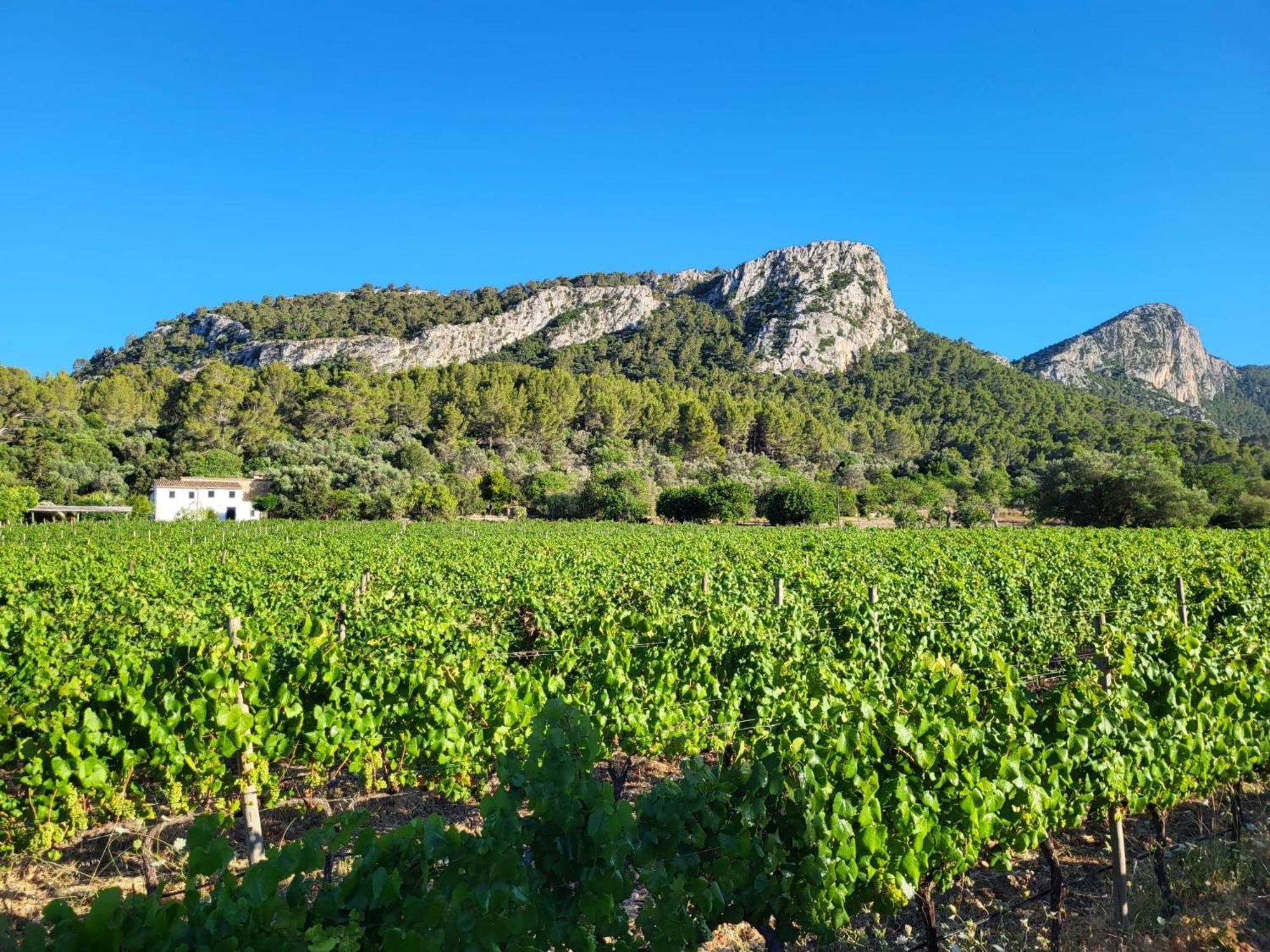 La Gerreria * Pollença